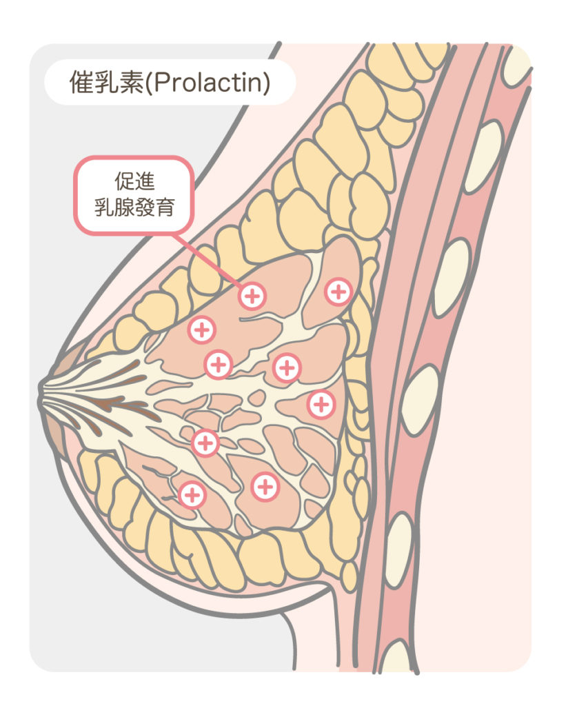 胸部解剖_催乳素