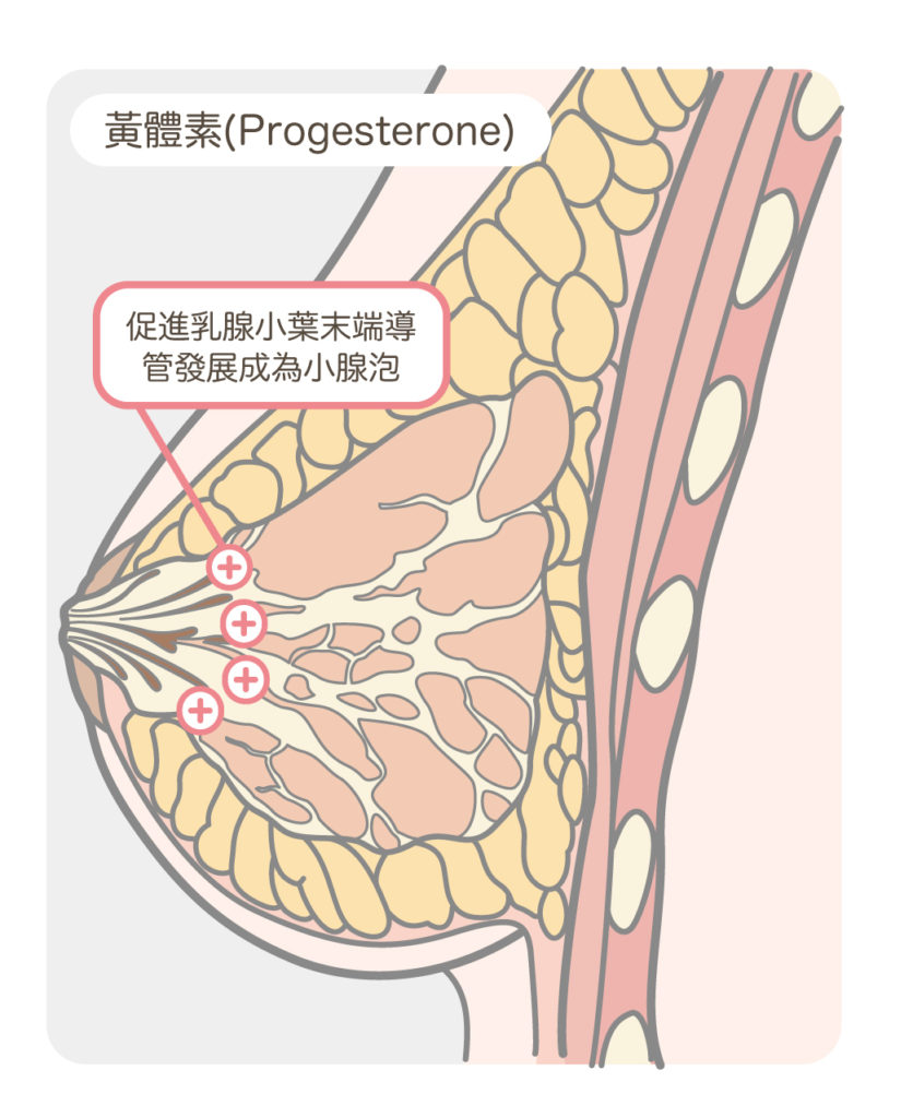 胸部解剖_黃體素