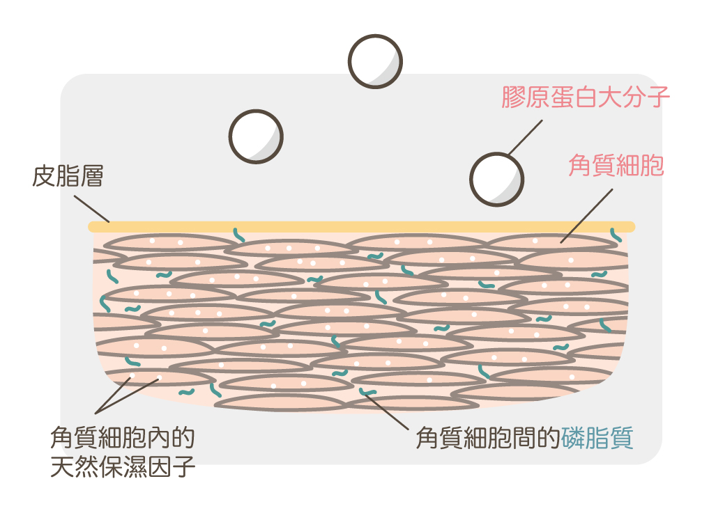 膠原蛋白如何被吸收