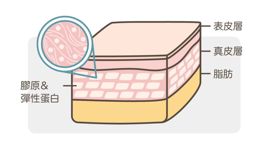 膠原蛋白_支撐皮膚