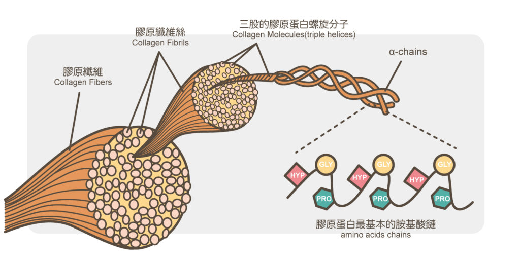 膠原蛋白的組成結構