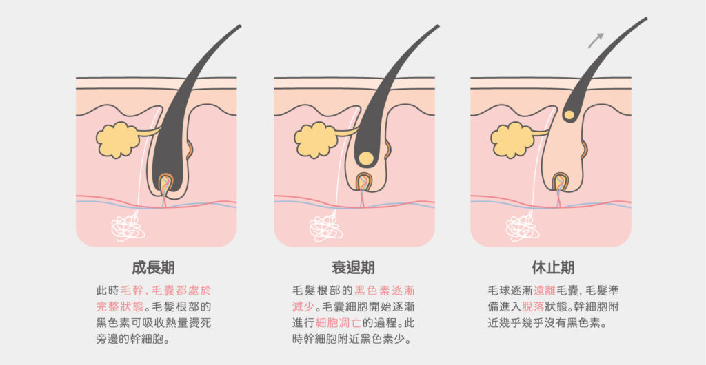 除毛_毛囊生長週期