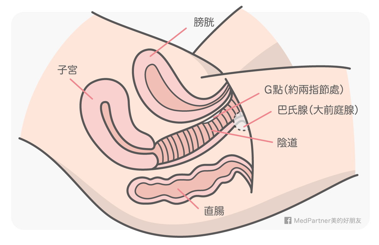 陰部側面圖