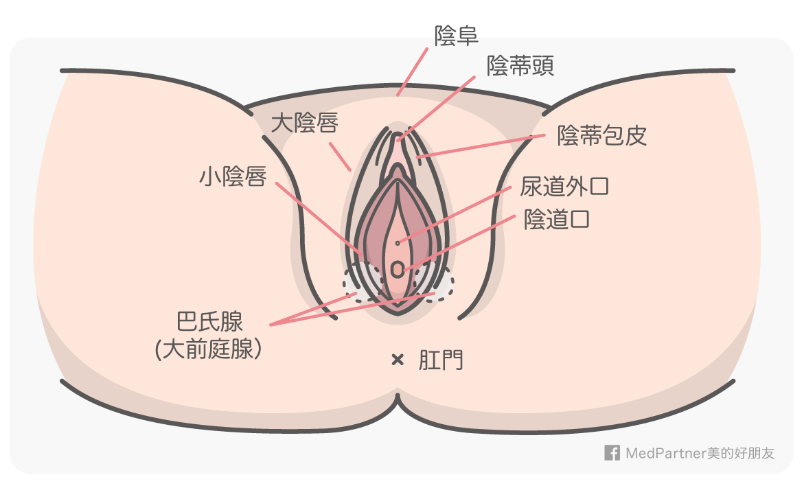 私密處特輯 陰部的生理介紹與陰道雷射完整全攻略 美的好朋友