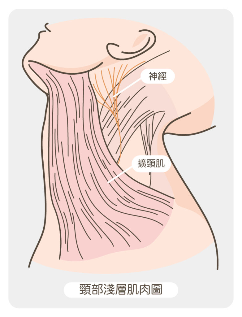 頸紋_頸部淺層肌肉圖