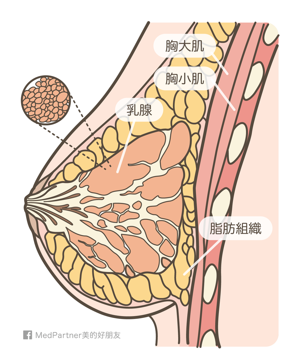 胸部解剖