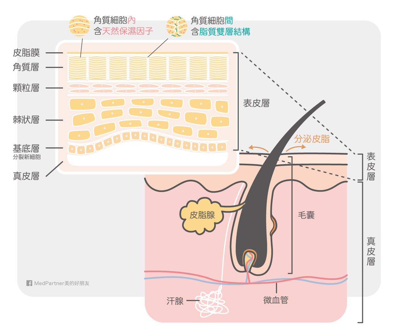 皮膚與角質層切面