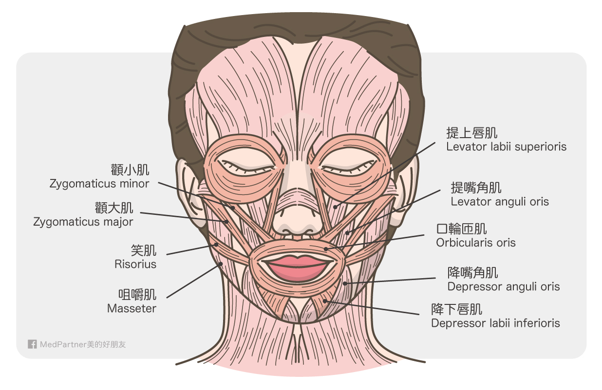 與法令紋相關的臉部肌肉圖