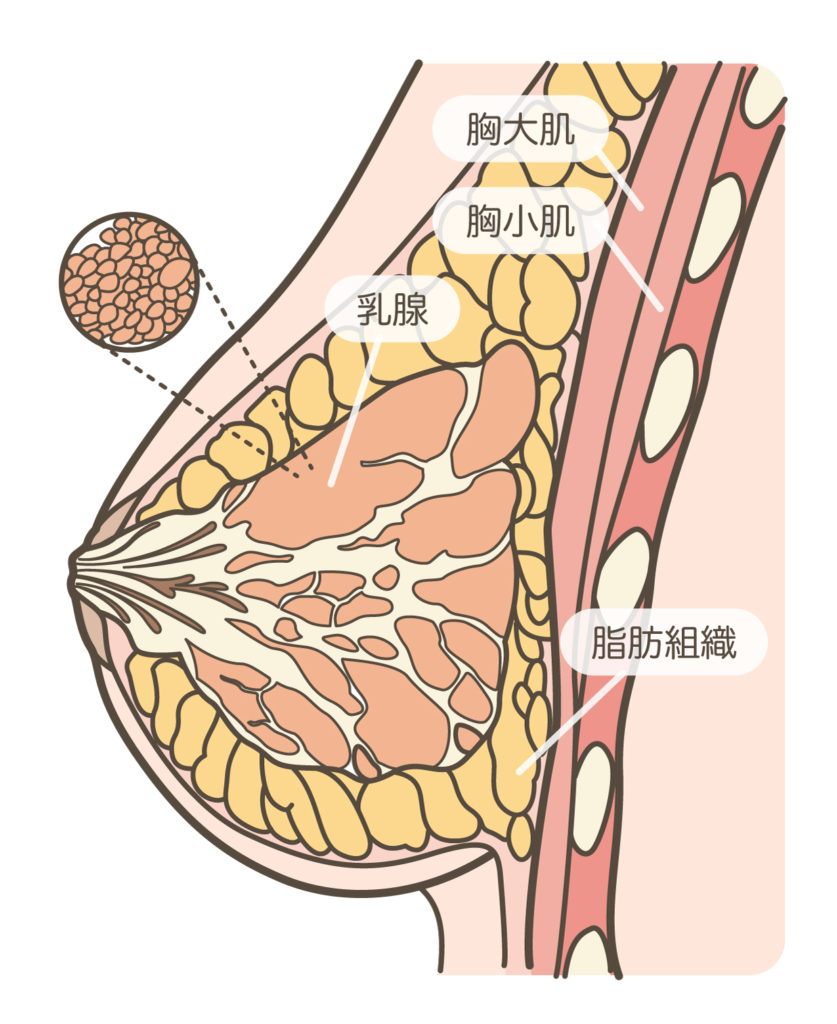 胸部按摩_胸部解剖圖