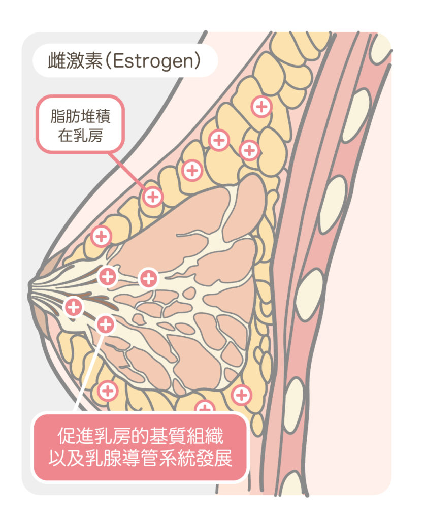 胸部解剖_雌激素