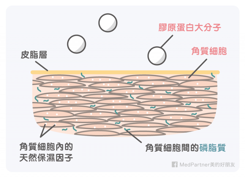 膠原蛋白_大分子