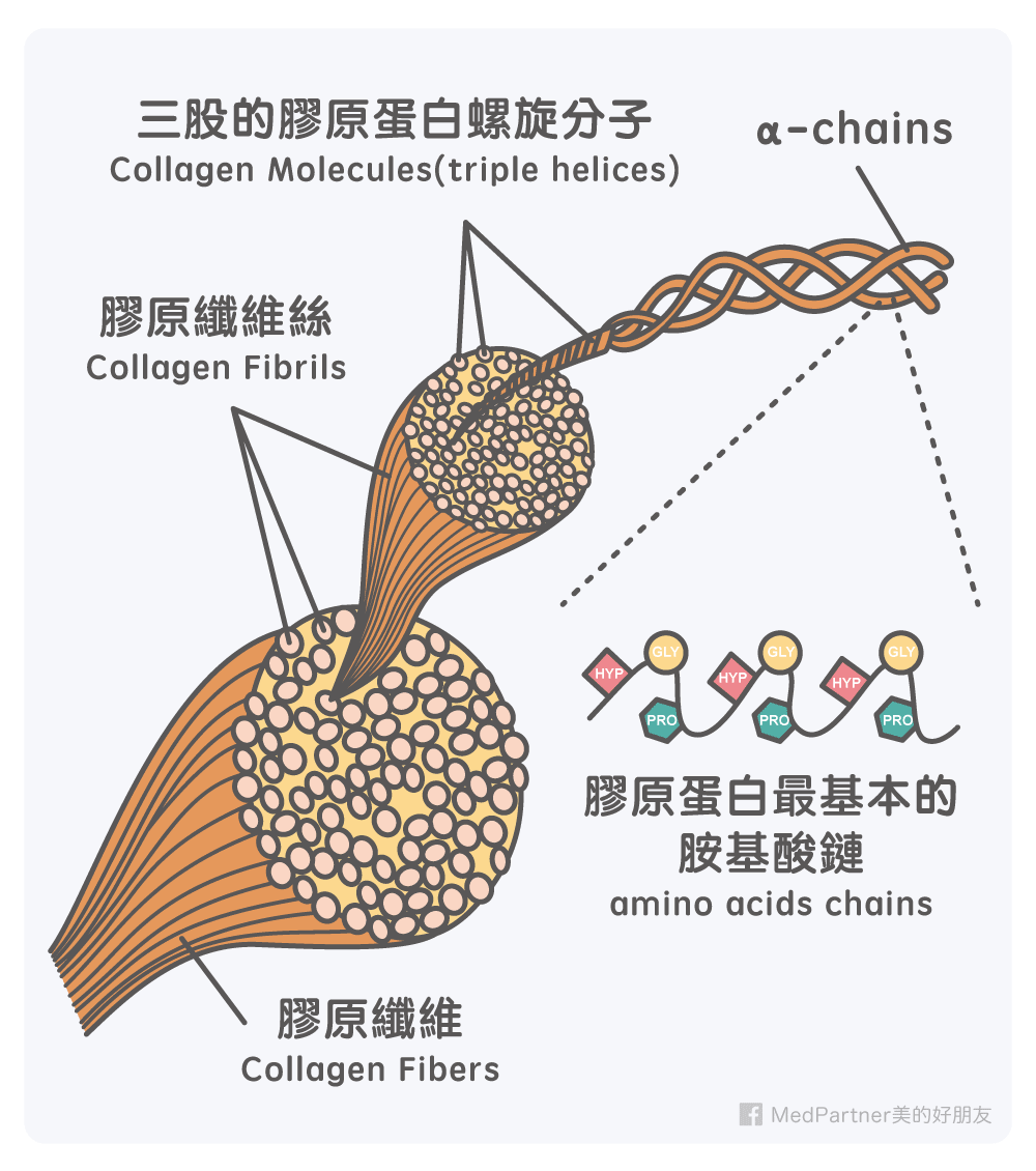 膠原蛋白_組成結構