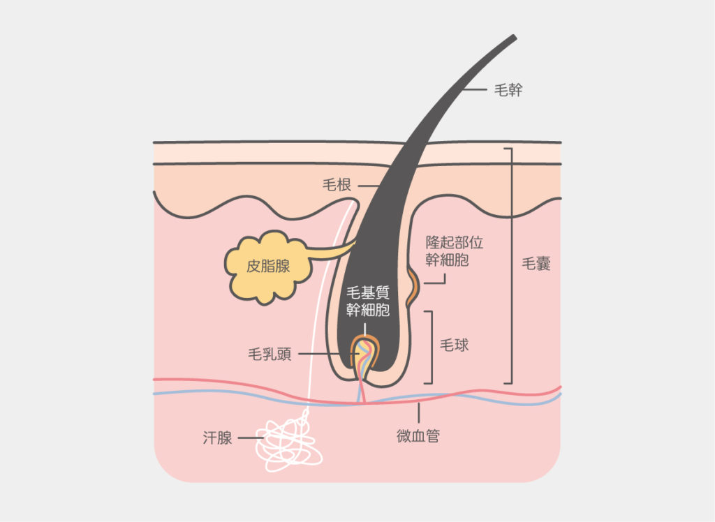 除毛_皮膚切面