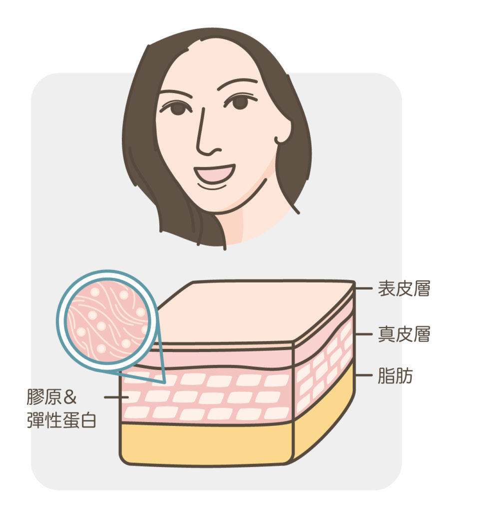 頸紋_皮膚變化圖1