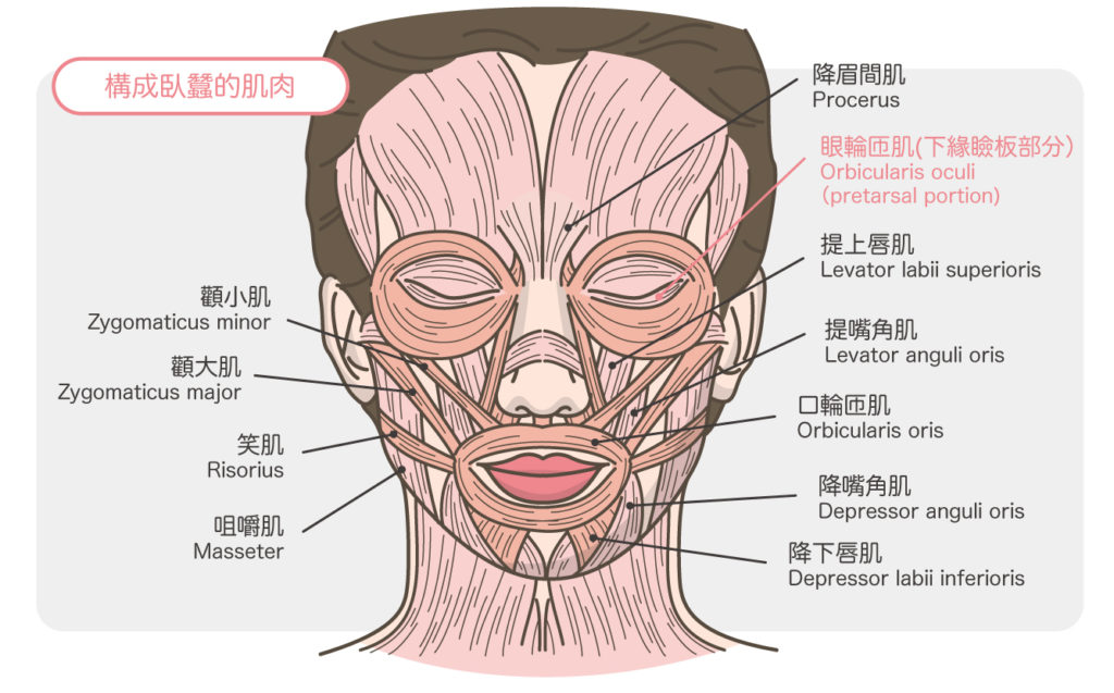 眼袋_臉部肌肉解剖