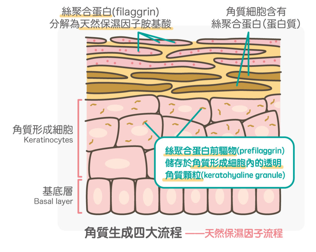 天然保濕因子流程