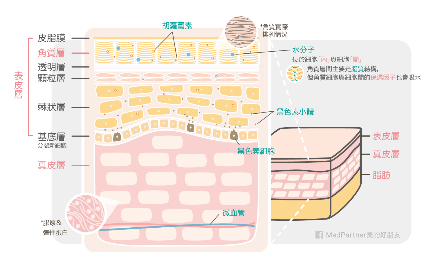 美白part1＿皮膚解剖圖