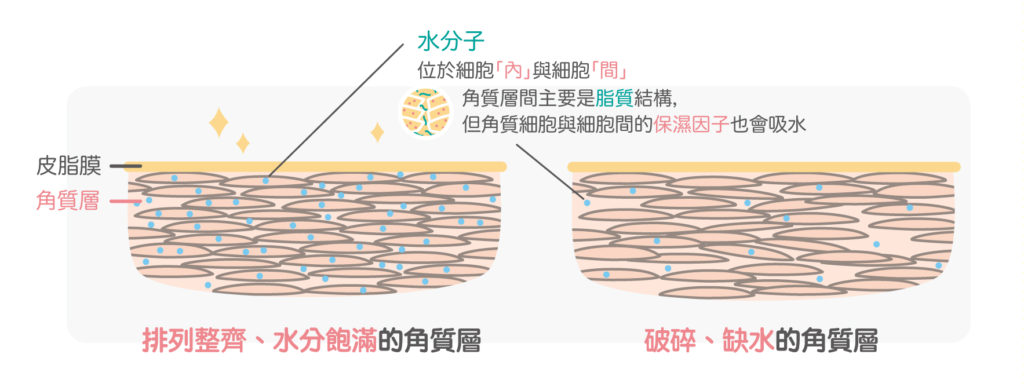 角質比較