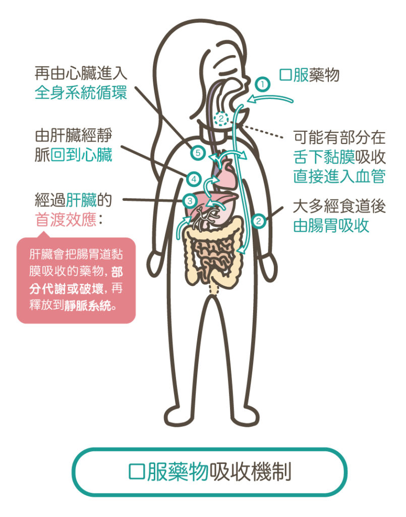 美白part4_口服藥物吸收機制