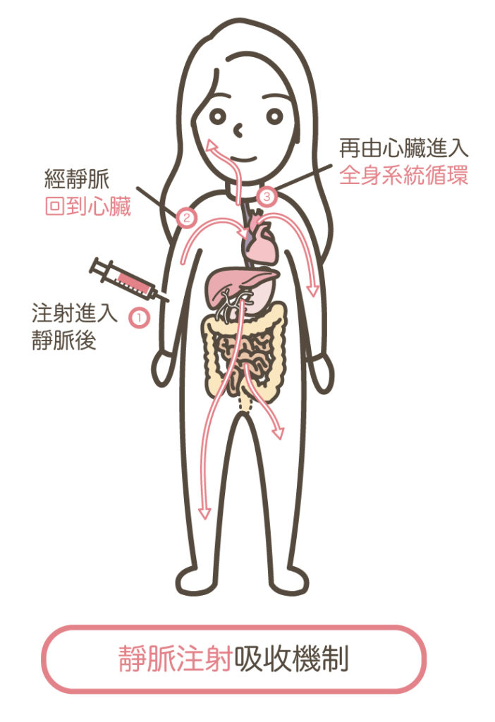 靜脈注射吸收機制