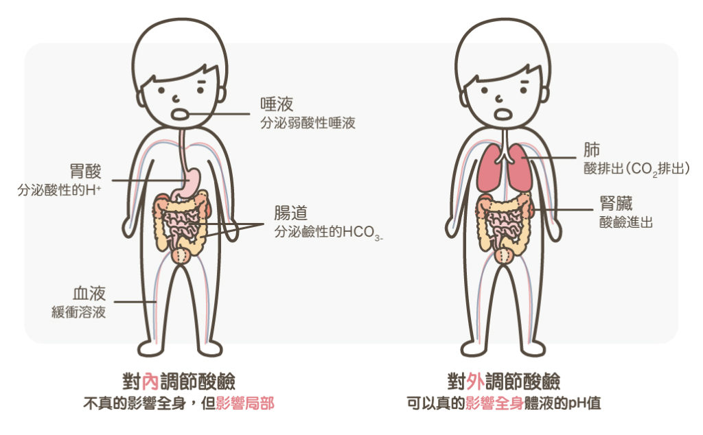 身體酸鹼調節