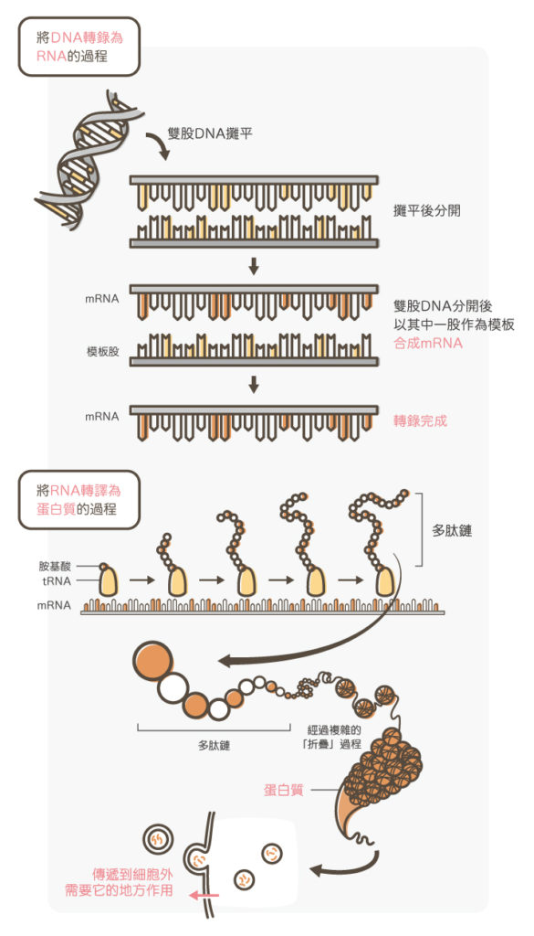 NUSKIN_DNA轉錄轉譯