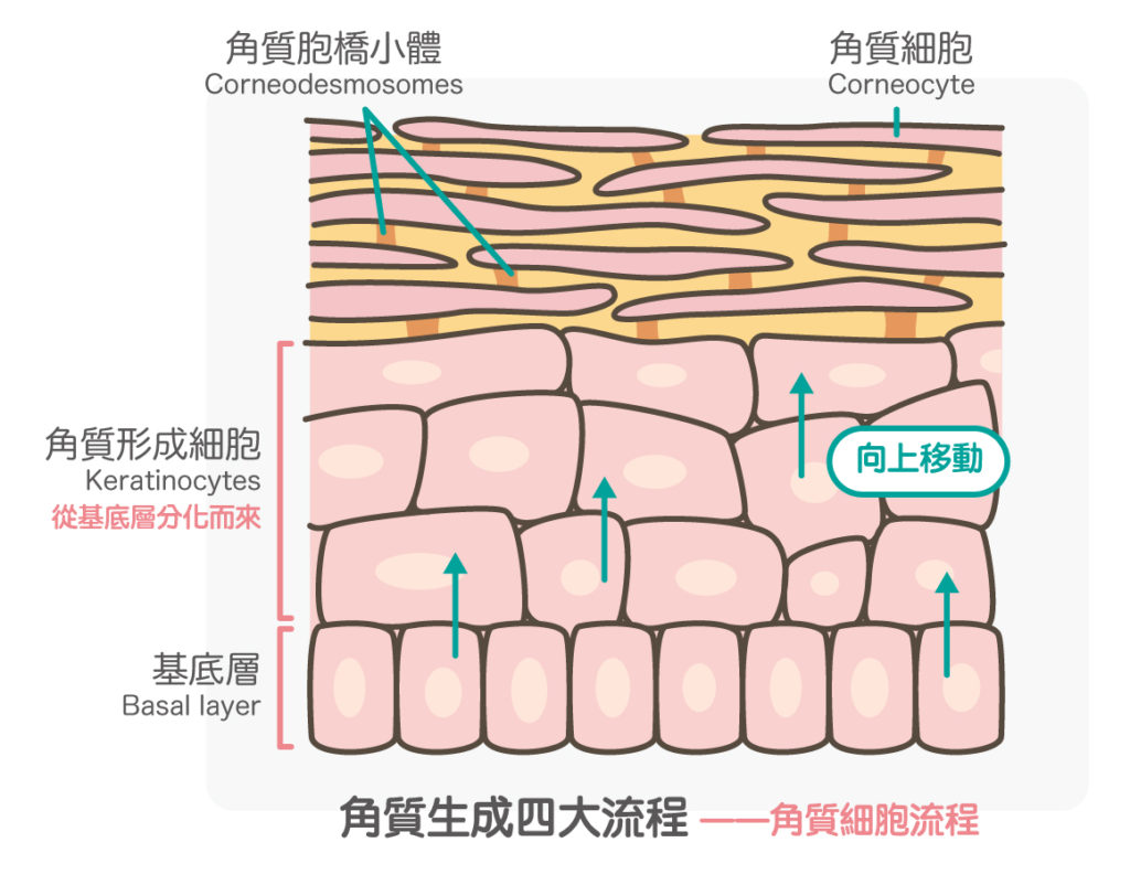 角質細胞流程