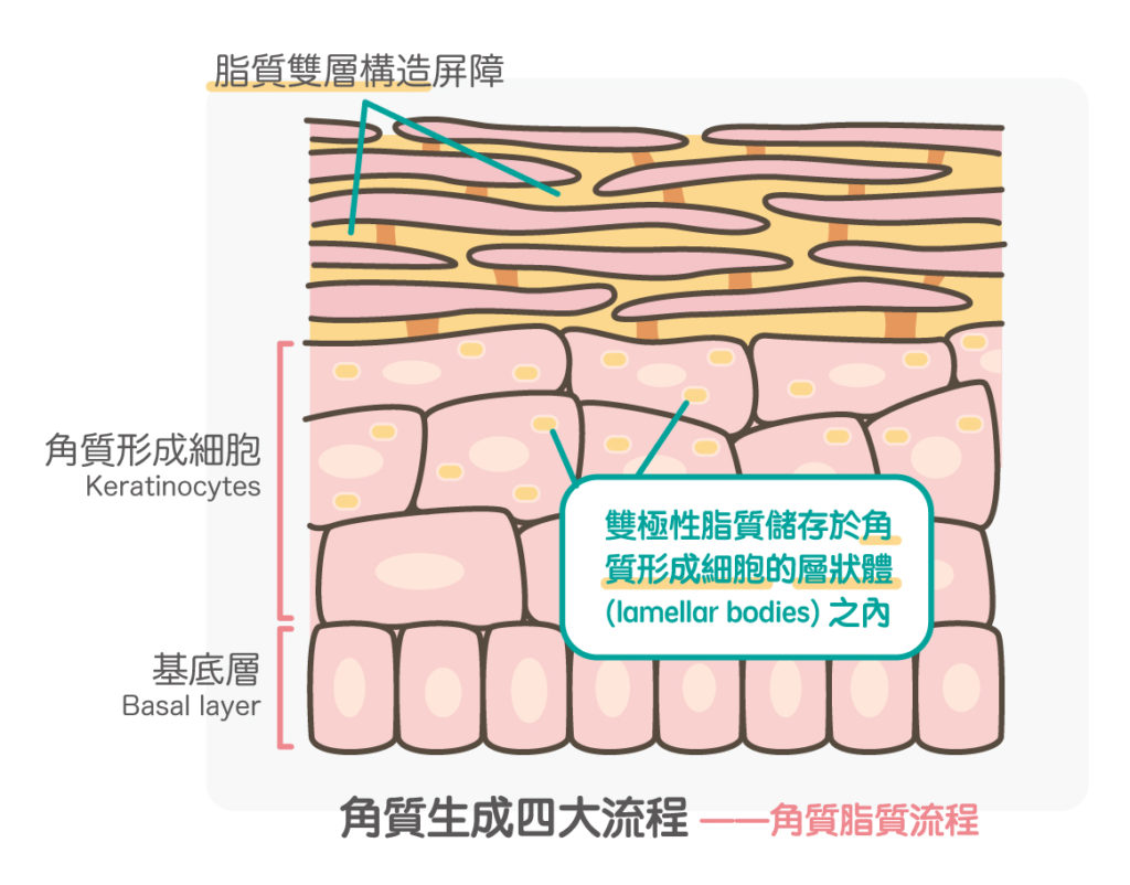 角質脂質流程