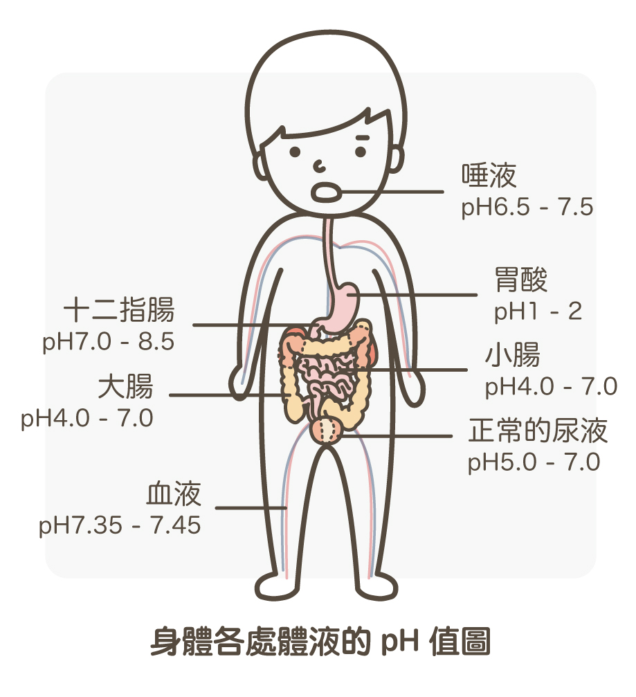 身體各處PH值