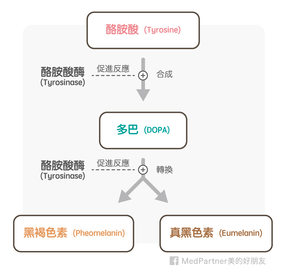 黑色素合成機制