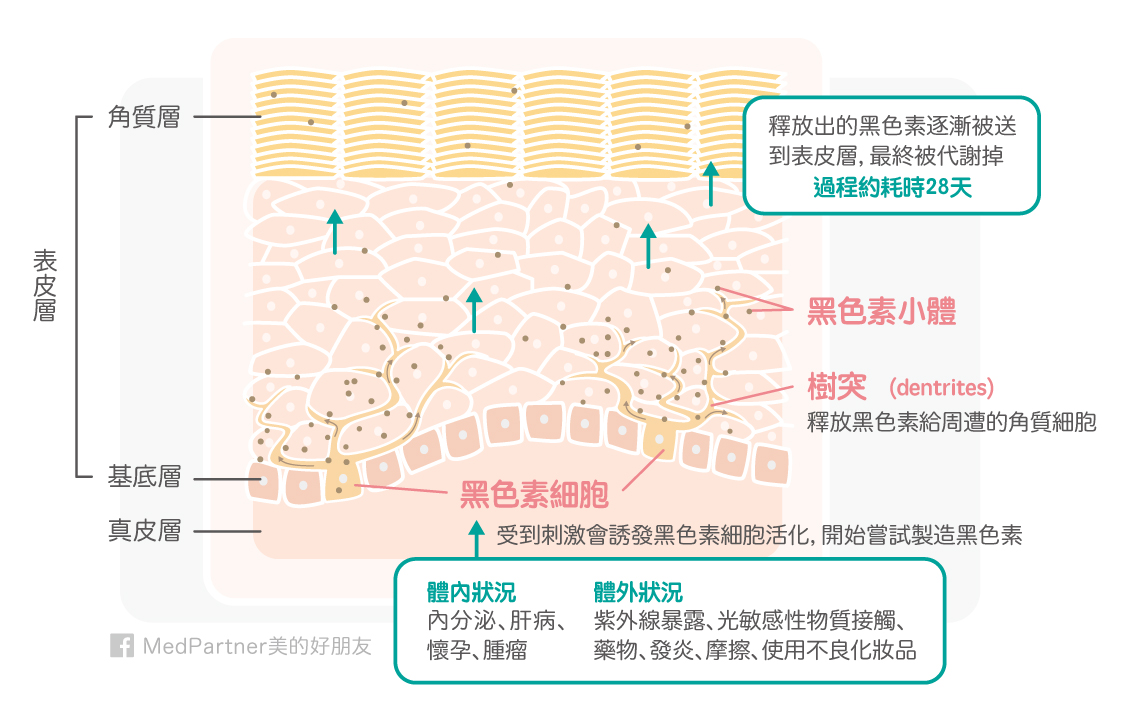 黑色素生成代謝