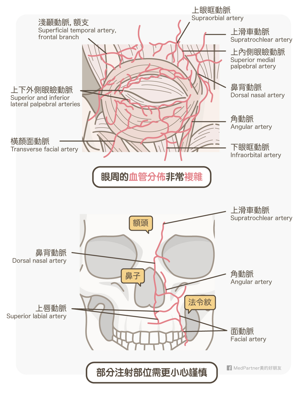 眼周血管