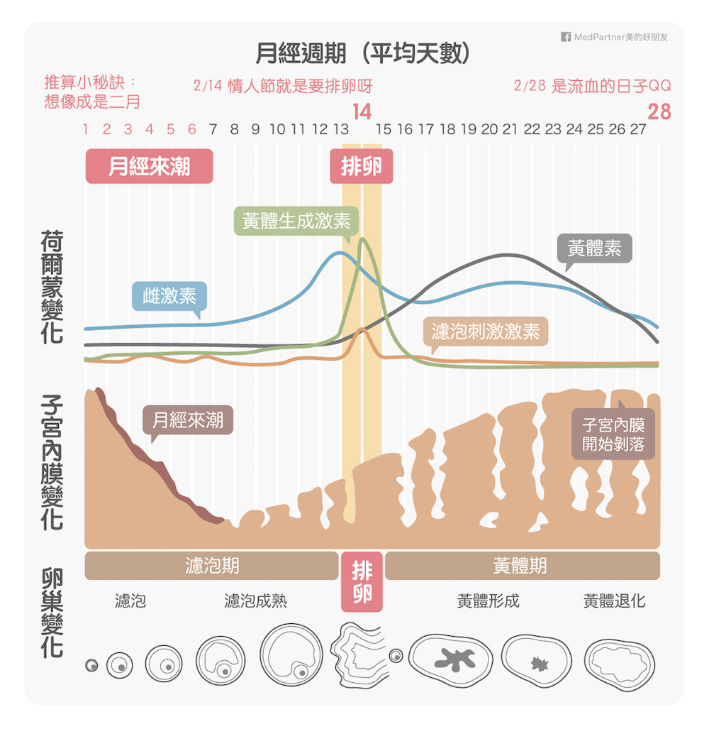 月經週期