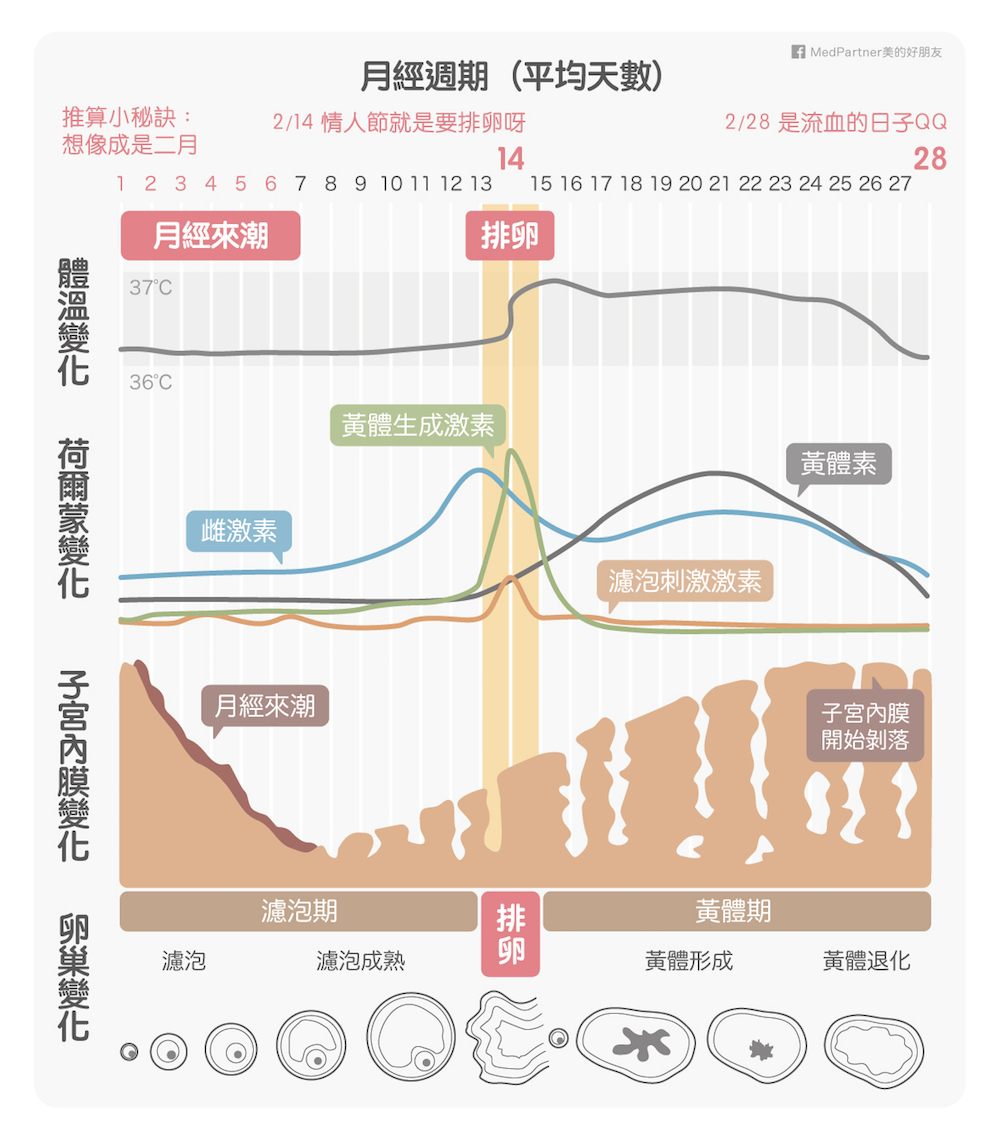 月經週期