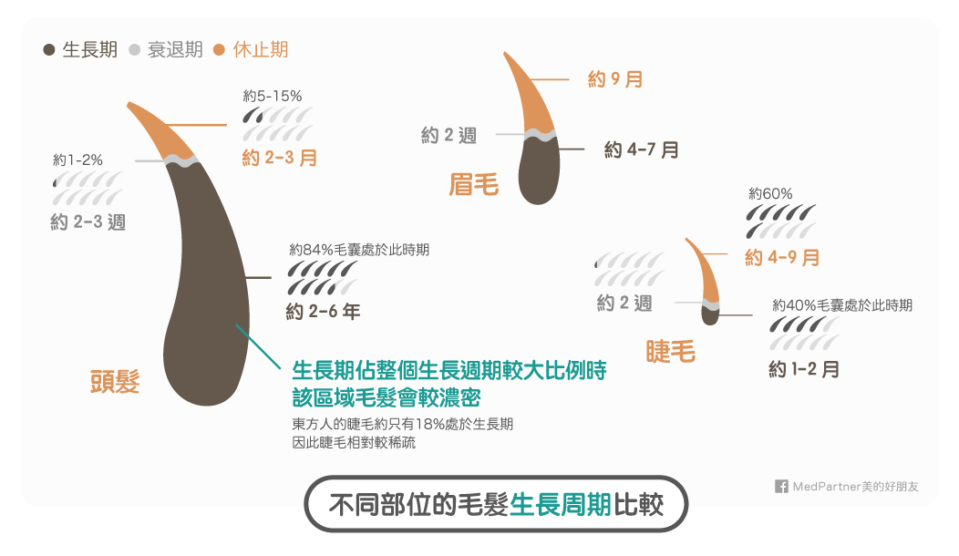 頭髮、眉毛、睫毛生長周期比較