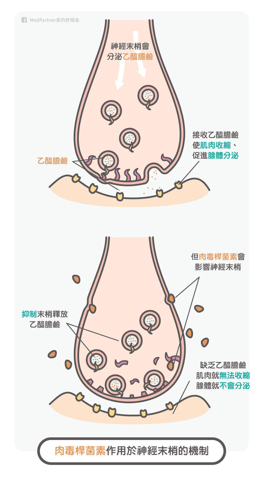 肉毒桿菌素_作用機制