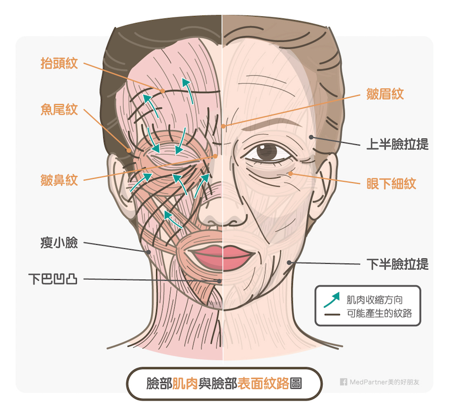 臉部肌肉與表面紋路