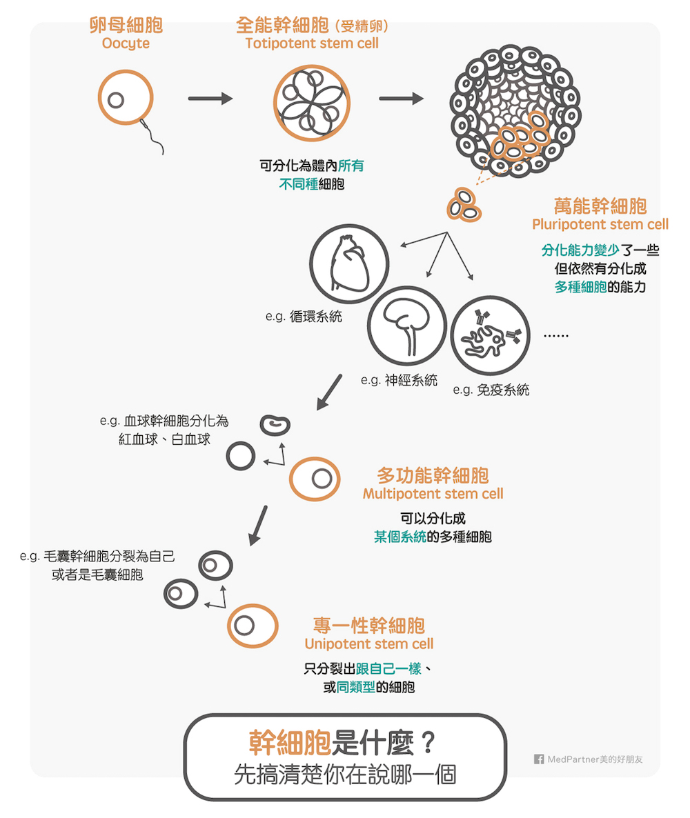 幹細胞的種類