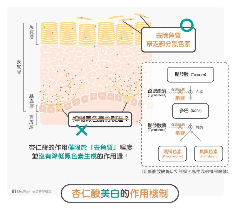 杏仁酸美白作用機制