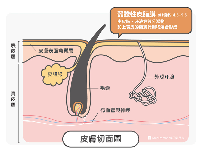 皮膚表面弱酸性皮脂膜