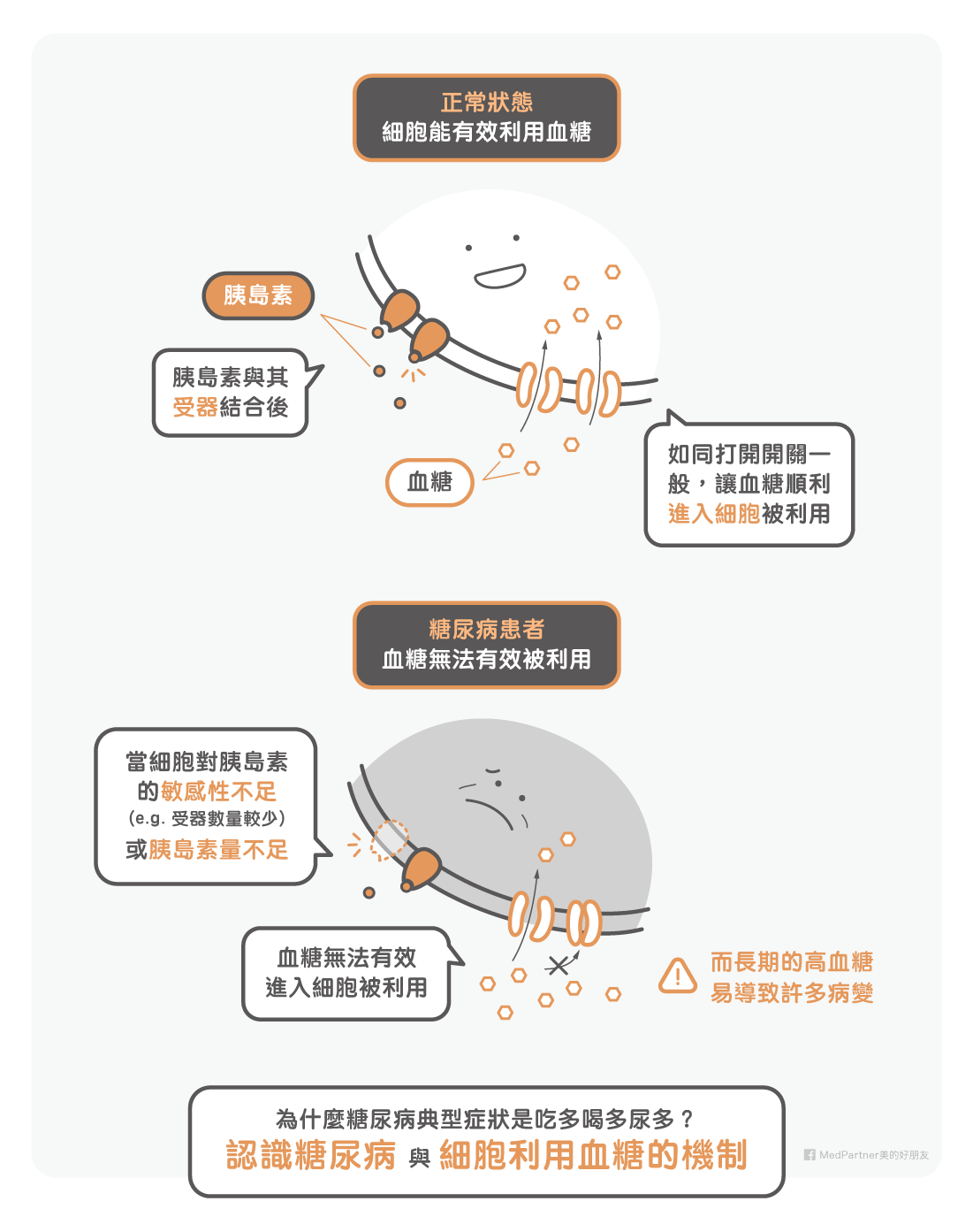 血糖利用機制