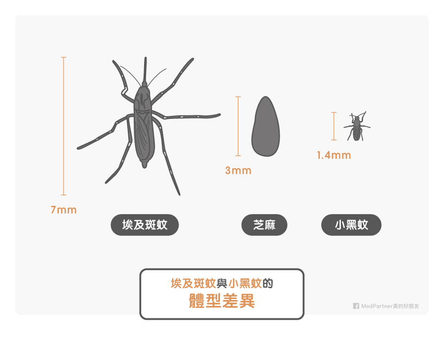 埃及斑蚊與小黑蚊的體型差異