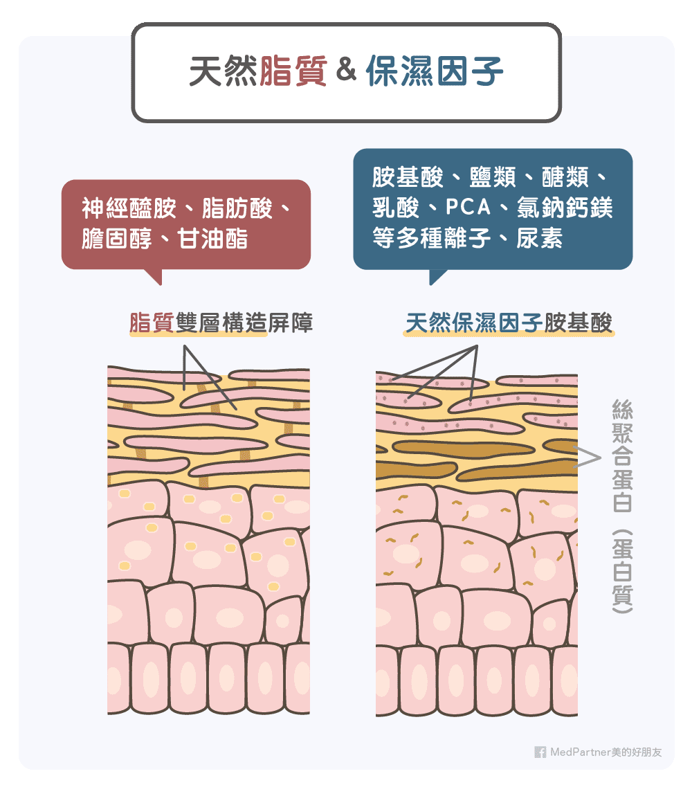 天然脂質與保濕因子