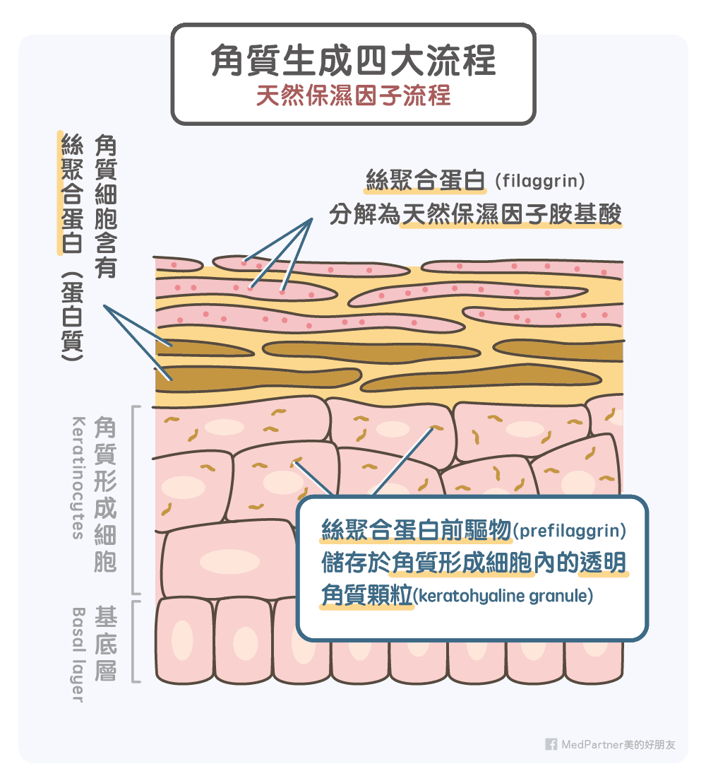 角質生成四大流程-天然保濕因子流程