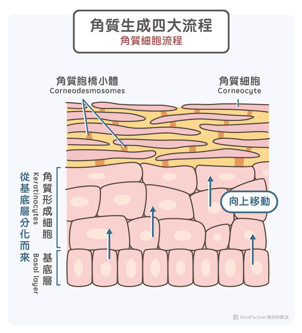 角質生成四大流程-角質細胞流程