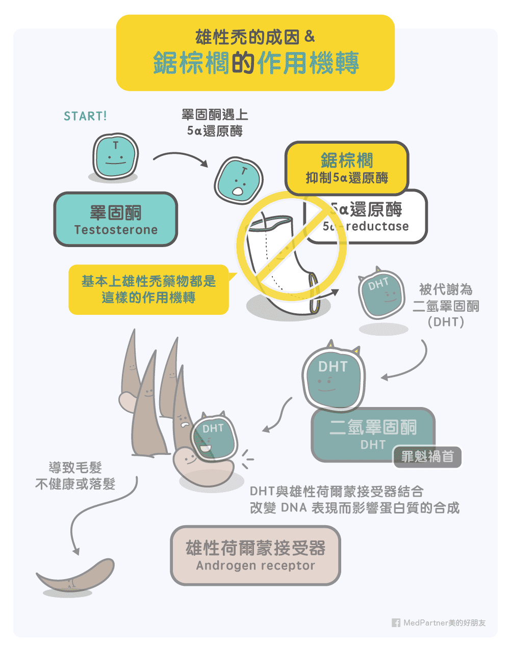 鋸棕梠的作用機制