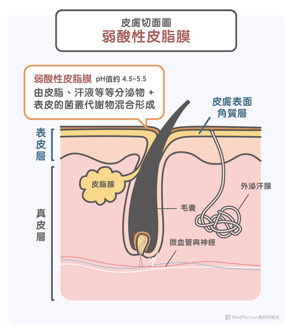 皮膚切面圖與弱酸性皮脂膜介紹