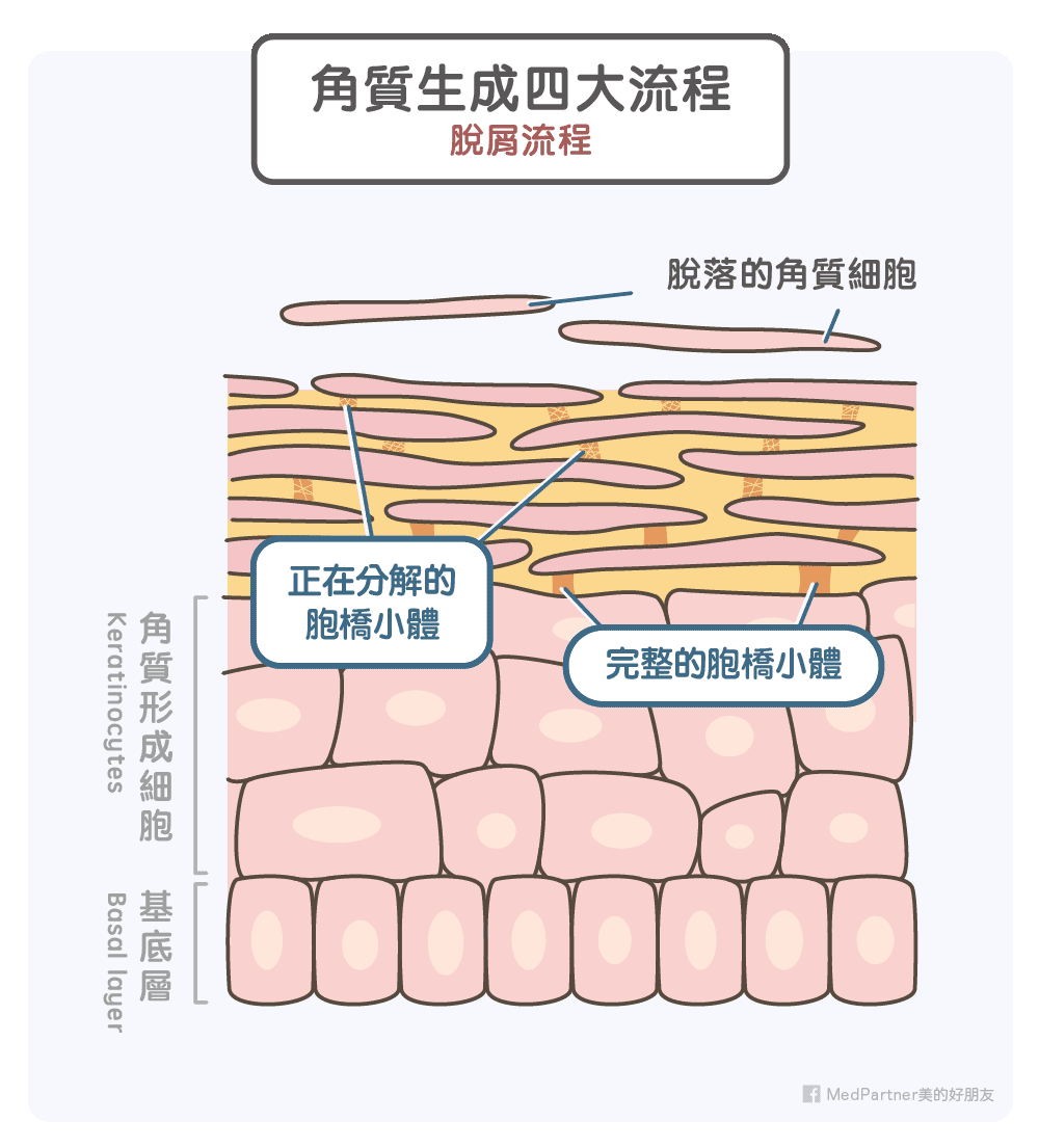 角質生成四大流程-脫屑流程