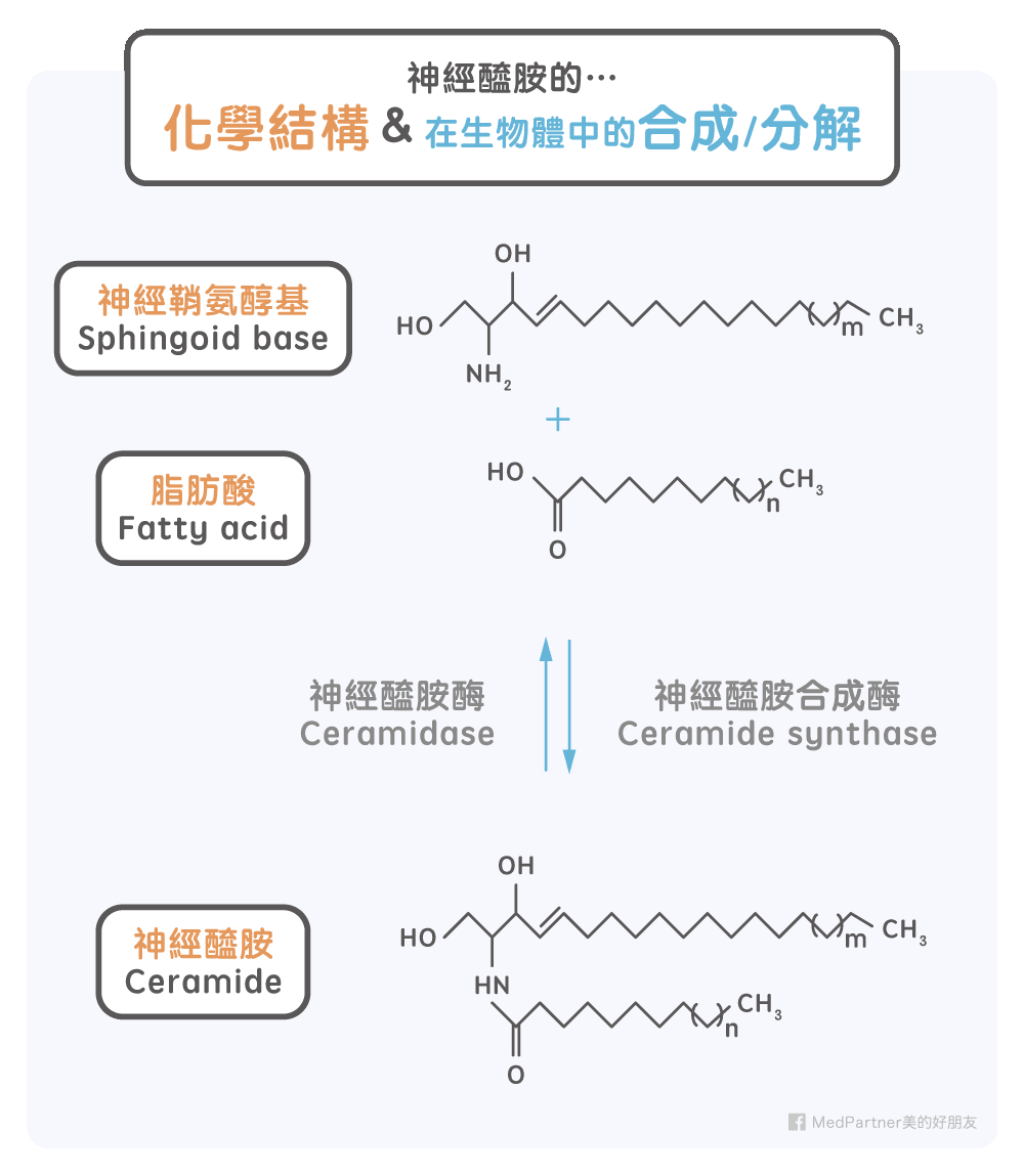 神經醯胺的化學結構以及在生物體中的合成與分解