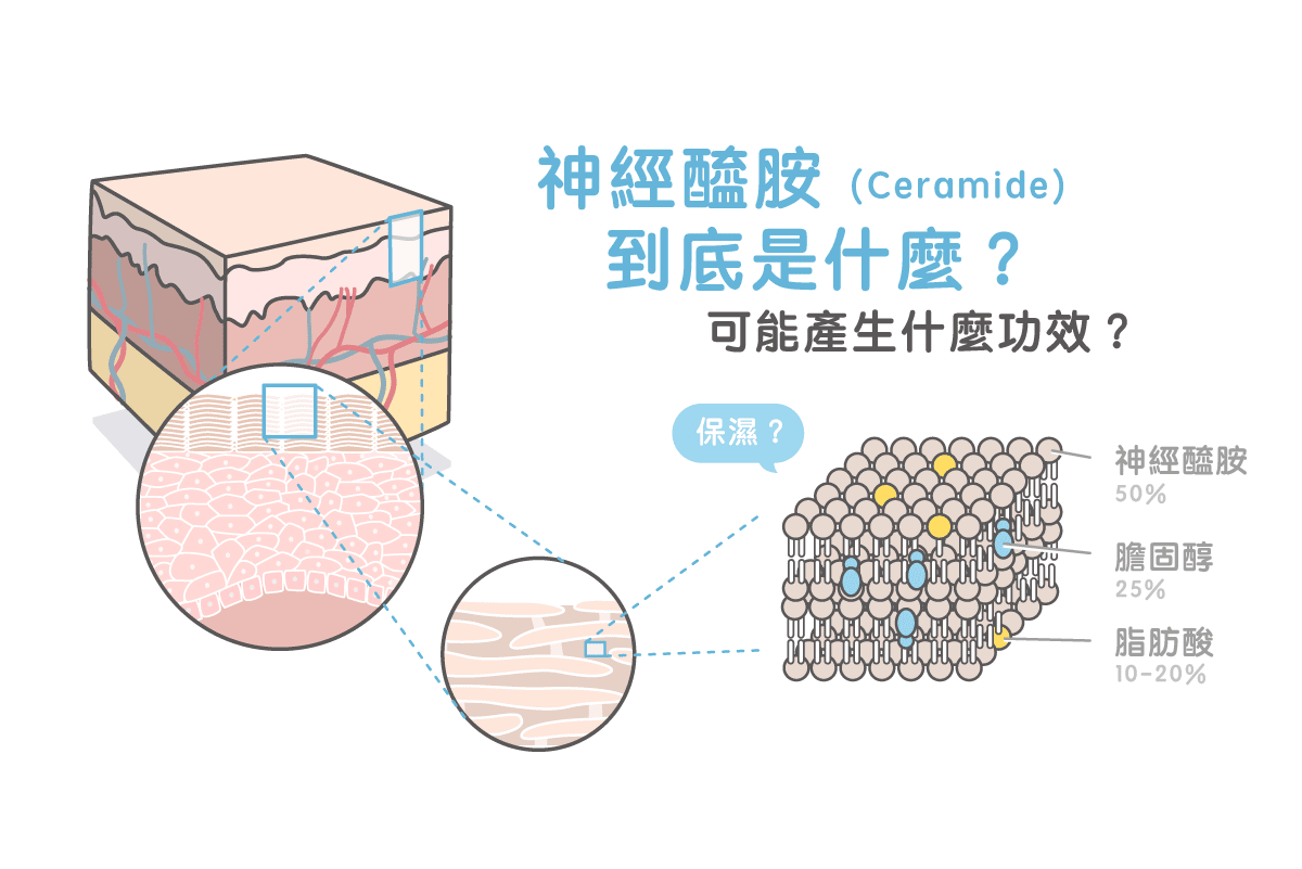 神經醯胺（Ceramide）到底是什麼？可能產生什麼功效？專家完整解密！ | 美的好朋友